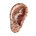 thumbnail image 3 of Xuanheng Human Ear Ear Teaching Model for Learning Demonstration Training Right, 3 of 8