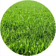 thumbnail image 1 of Slipmat Slip Mat Scratch Pad Felt for any 12" LP DJ Vinyl Turntable Record Player Custom Graphical - Just Grass, 1 of 1