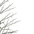 thumbnail image 2 of Northlight 7' Matte Black Tree Warm White LED Copper Wire Lights, 2 of 5