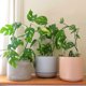 thumbnail image 2 of Enrejado para plantas de interior, 3 unidades, soporte metálico para plantas, soporte de cultivo para el hogar, interior, exterior, jardín, patio, macetas., 2 of 5