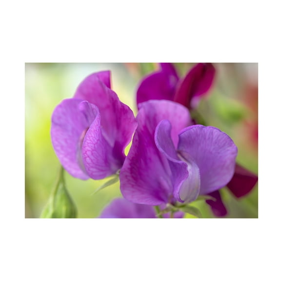 Trademark Fine Art Cora Niele Two Sweet Pea Flowers Canvas Wall Art - 30x47