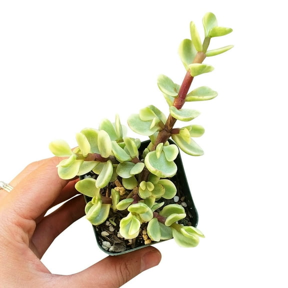 Elephant Bush Succulent (2"  Plastic Pot) - Tiny, Lovely, Easy to Care Succulent for Beginners - Live Healthy Succulent for Home Office - Best Trailing Indoor Plant