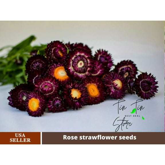 100 Seeds-Strawflower Seeds-Purple Red-#K003-Authentic Seeds-Flowers-Seeds-Rose seeds-Herb seeds-Vegetable Seeds-Mix Seeds for Plant- B3G1
