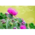 thumbnail image 2 of Seedville 100 Organic Blessed Milk Thistle Flower Seeds, Attracts Hummingbirds, 2 of 11