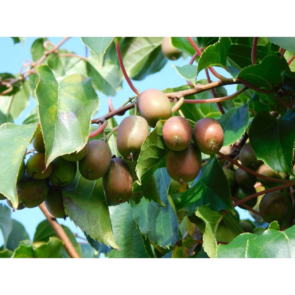 Hirt�s Hardy Anna Kiwi Plant Actinidia FEMALE Tasty