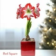 thumbnail image 2 of Easy to Grow Amaryllis Minerva Bulb Planted in a Holiday Square Pot Indoor, 2 of 7