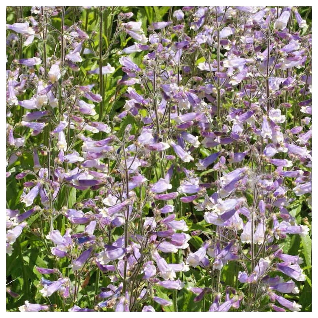 Everwilde Farms - 1 oz Hairy Beardtongue Native Wildflower Seeds - Gold Vault Bulk Seed Packet