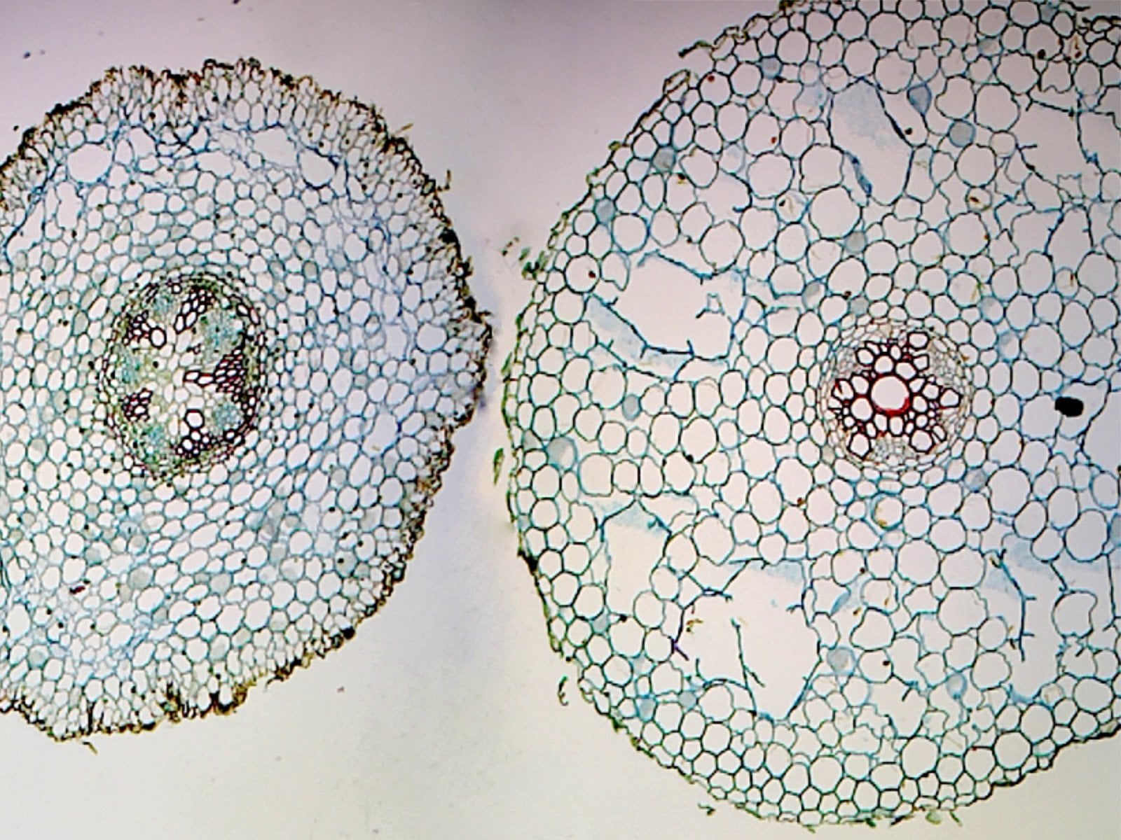 GSC International Elodea Stem Tip Cross Section Microscope Slide ...