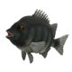 thumbnail image 1 of Vogacara Realistic Static Animal Model Toy Gift Kids Juguetes Educativos pargo de piedra, 1 of 1