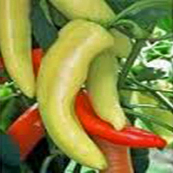 Pepper Seed, Hungarian Hot Yellow Wax Peppers, Heirloom, Non GMO, 200  Seeds, Hot, Great for Salads and Cooking, Country Creek Acres Brand