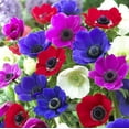 thumbnail image 1 of TASC FLOWER BULBS- Anemone Assorted, 1 of 2