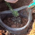 thumbnail image 3 of Plant Root Guard Baskets 6 Pcs Root Guard Wire Basket Cages Underground Stainless Steel Wire for Plants in Garden, 3 of 5