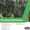 thumbnail image 3 of Harris Seeds - Pepper Marques F1 Seeds - Large Dark Green Fruit - Treated 250 Seeds, 3 of 5