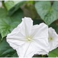 thumbnail image 2 of Morning Glory, Moonflower, 500 Seeds, Glowing White Season Long Blooms, 2 of 5