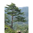 thumbnail image 1 of 10 RED Japanese PINE TREE Korean Pinus Densiflora Evergreen Seeds, 1 of 4