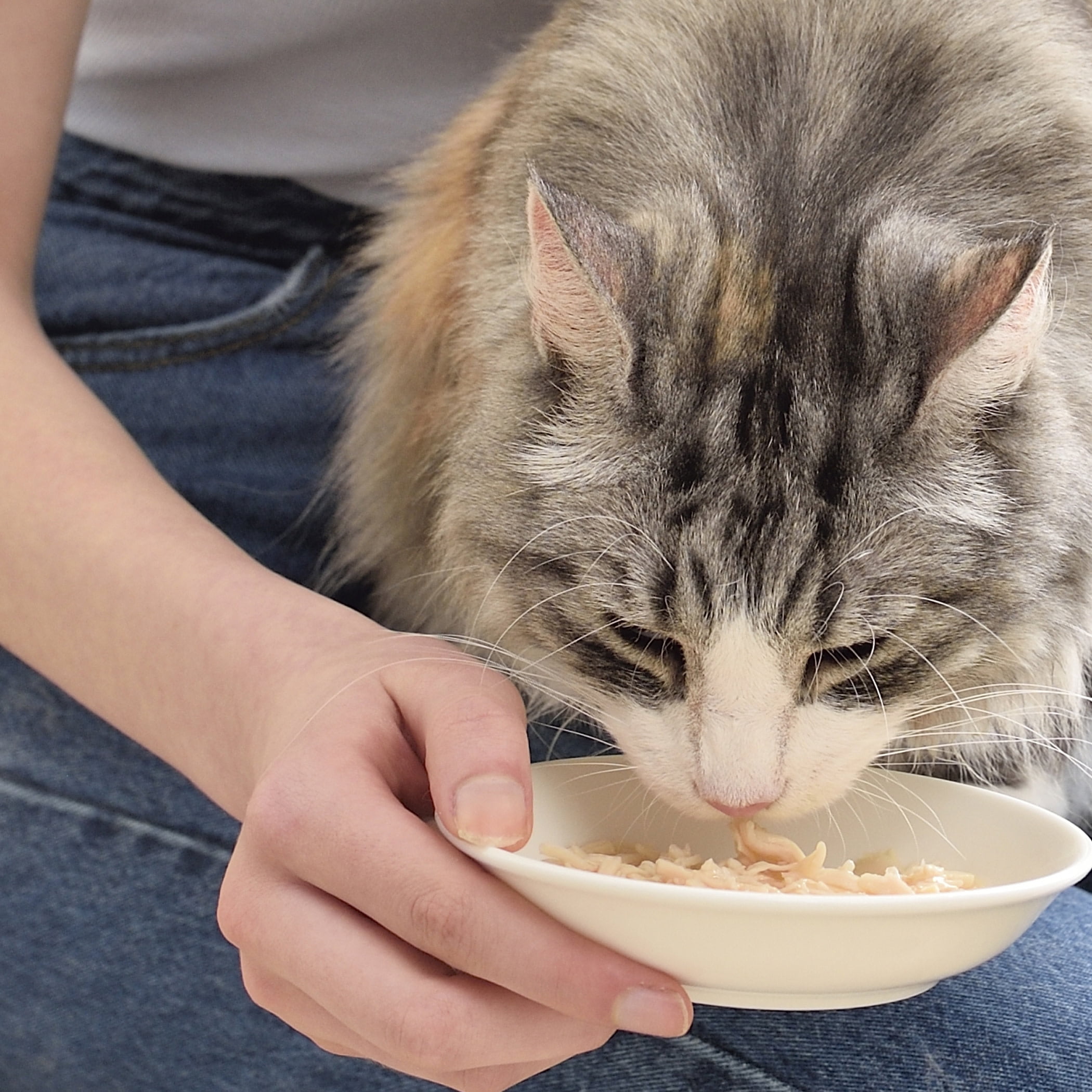 INABA Chicken Stew Gelee Cat Food Topper, Eight 1.4 oz Pouches, Chicken & Salmon
