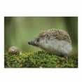 thumbnail image 1 of Hedgehog Cutting Board, Animal Photography in Eastern Europe Slug with Hedgehog Scenes from Nature Print, Decorative Tempered Glass Cutting and Serving Board, Small Size, Green Brown, by Ambesonne, 1 of 1