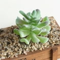 thumbnail image 5 of Succulent Plants , 1Pc Artificial Succulent Plant Bonsai Stage Garden Home Party Desktop Decoration Real Live Potted Succulents / Unique Indoor Cactus Decor by Plants for Pets, 5 of 8