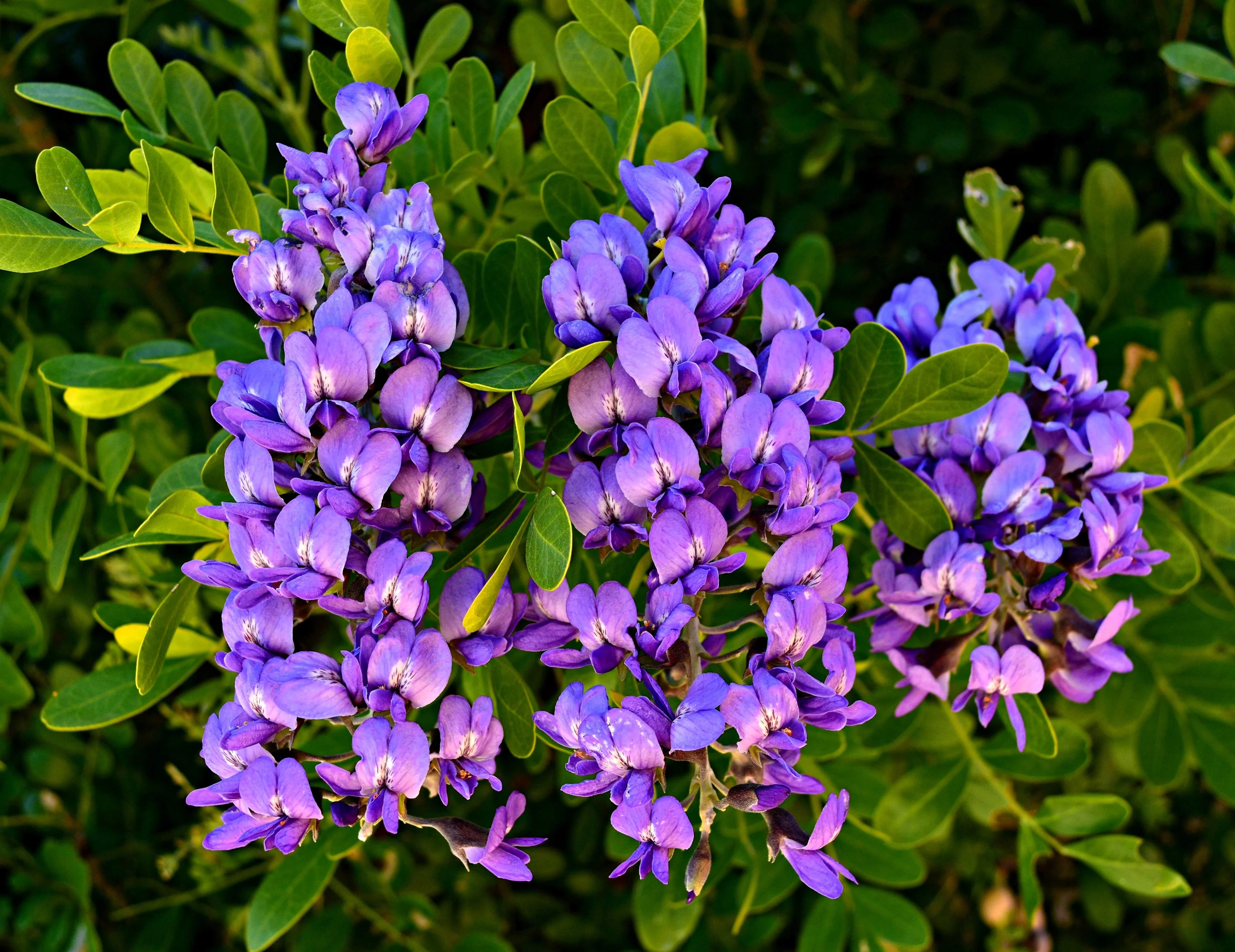 10 TEXAS Mountain LAUREL Sophora Secundiflora Mescal Tree Purple Flower Seeds - image 2 of 11
