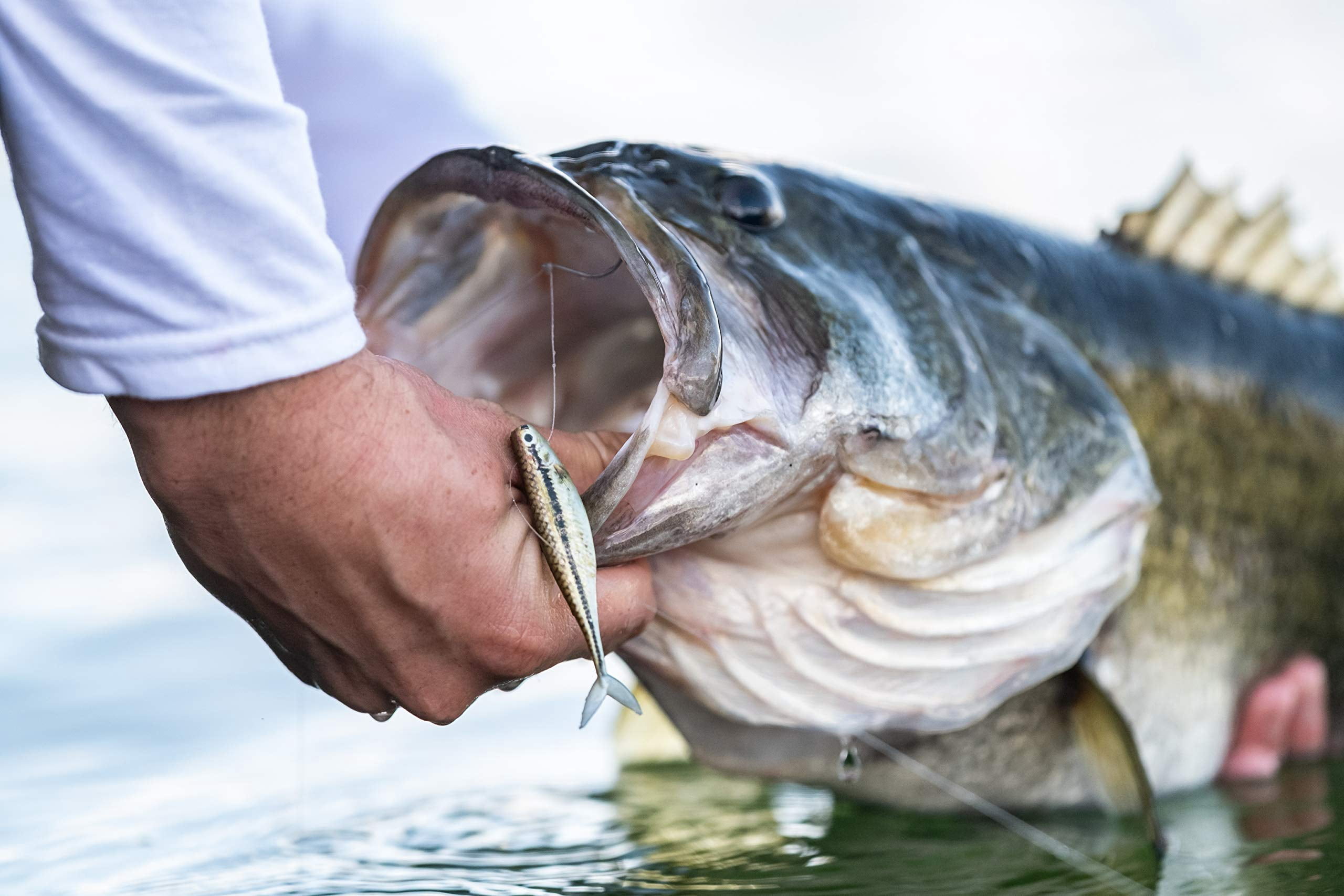 Berkley PowerBait The Champ Minnow Soft Fishing Bait