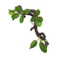thumbnail image 4 of Decoración de ramas de árboles para trepar, decoración de ramas de reptiles, terrario, decoración de plantas, decoración de hábitat de terrario, hojas, 4 of 9
