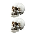 thumbnail image 3 of 2 Pcs Lifesize 1 1 Human Skull Model Replica Resin Anatomical Tracing Teaching Skeleton Halloween Decoration Statue, 3 of 10