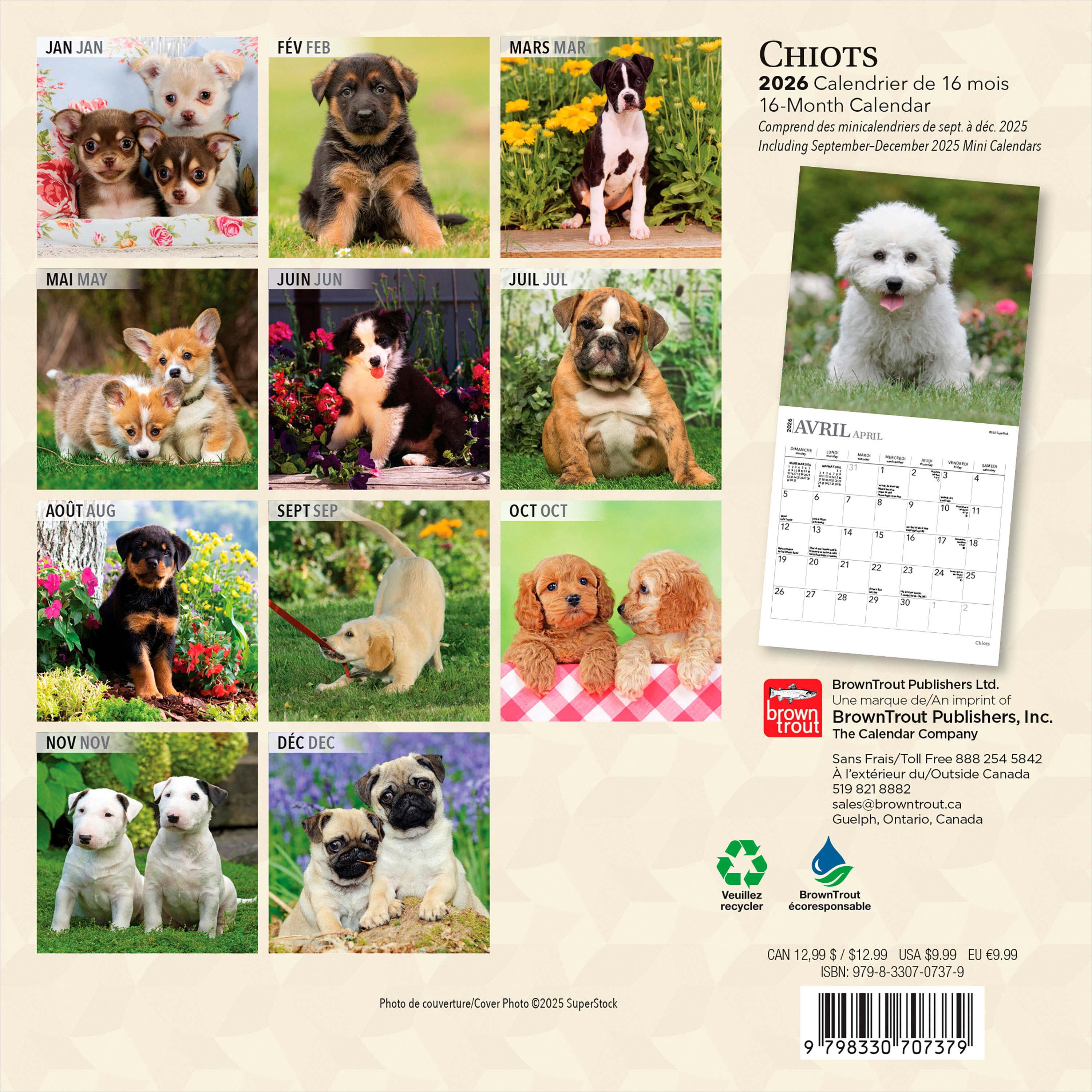 Chiots 2026 Mini 7x7 FRENCH BTCA