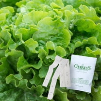 Gurney's Green Ice Leaf Lettuce Seed Tapes - 2 seed tapes measuring 7.5 feet long each