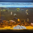 thumbnail image 4 of WEUVEB Piedra Ornamental Artificial Para De Acuarios En Ambientes Hogareños, 4 of 7