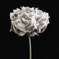 thumbnail image 2 of Poinski, Dianne 12x12 Black Ornate Wood Framed with Double Matting Museum Art Print Titled - Blush Peony Portrait I, 2 of 4