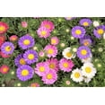 thumbnail image 6 of TomorrowSeeds - Single Mix China Aster Seeds - 6000+ Count - For 2026 Planting Callistephus, 6 of 9