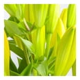 thumbnail image 2 of Bouquet lilies premium, 2 of 4