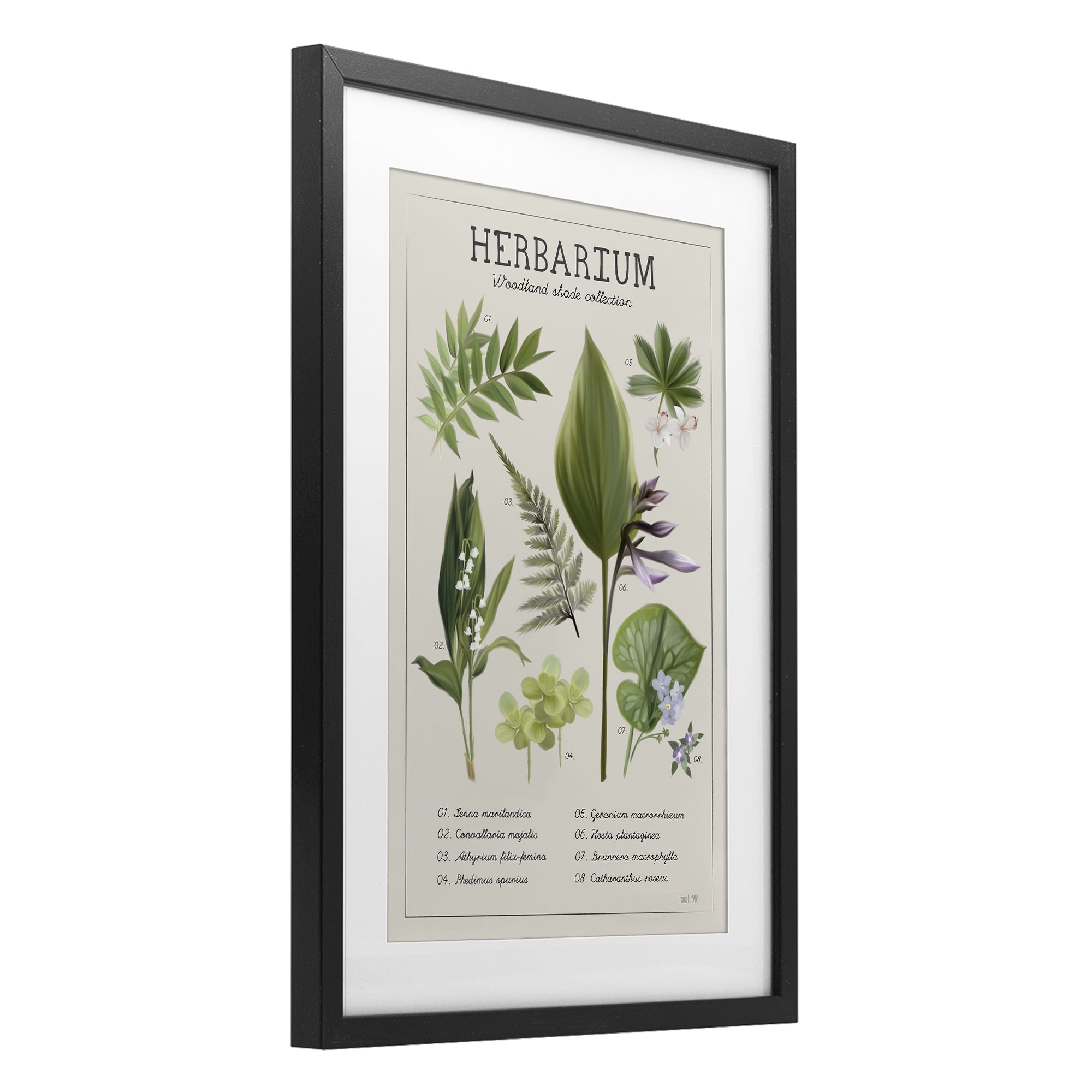 Stupell Industries Herbarium Woodland Shade Collection Black Framed Print Under Glass, design by House Fenway