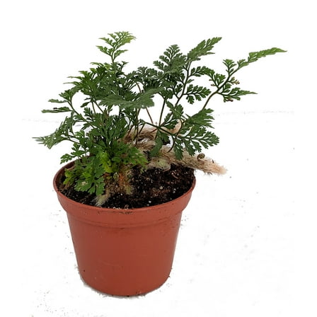 Rabbit's Foot Fern - Davallia - 2.5" Pot - Perfect for Fairy Gardens