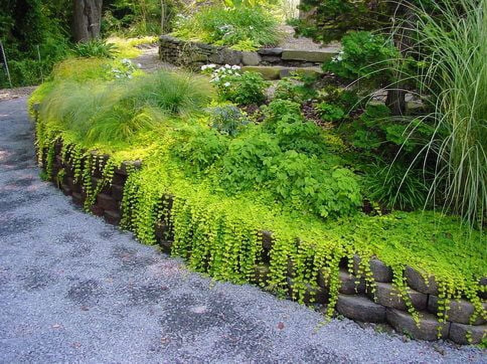 Expert Gardener - 6 Pack Green Lysimachia Creeping Jenny Perennial