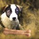 thumbnail image 1 of Juguetes para perros, piel de vaca, hueso, dientes molares, palo limpio, golosinas para alimentos (8in/1pc), 1 of 3