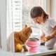 thumbnail image 5 of Juguete Para Gatos Con Ventosa, Tocadiscos, Palo Para Gatos Con Bola De Hierba Gatera, Juguete Divertido Interactivo Para Gatos matsuzay PT002667-02, 5 of 6