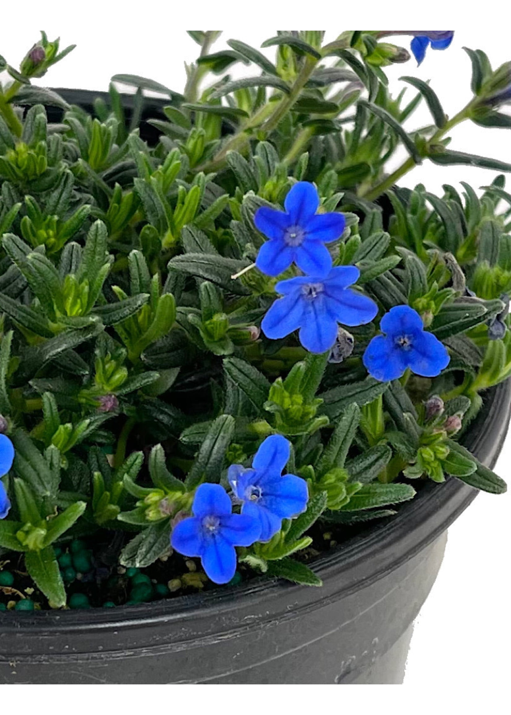 Expert Gardener Lithodora Grace Ward Live Perennial Plant, 1 Quart, Full Sun