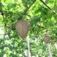 thumbnail image 2 of Señuelo De Nido De Avispas Wasp Nest Decoy Hanging Deterrent Safe Garden Trampa repelente (cian claro), 2 of 4