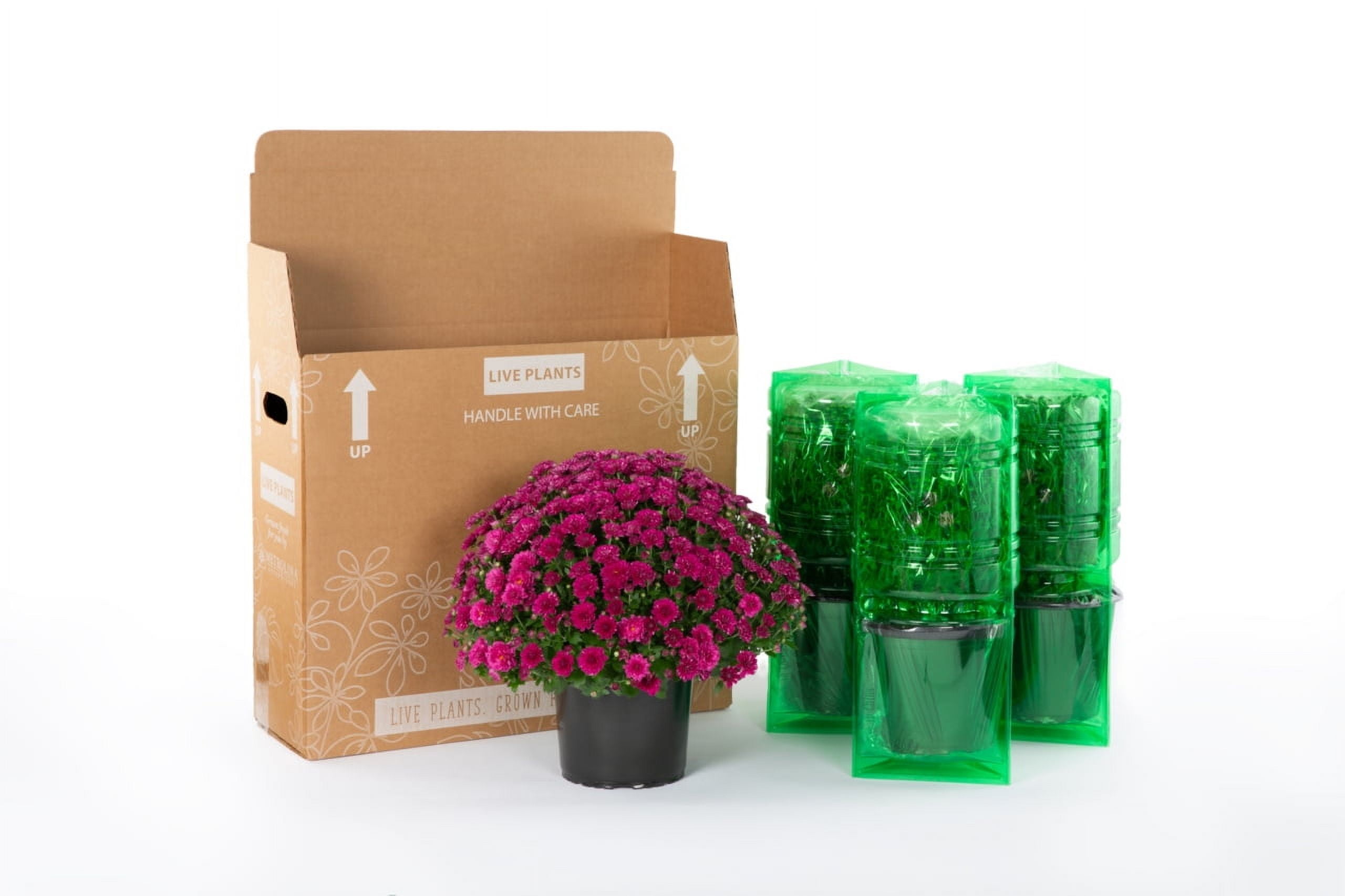 Better Homes & Gardens Delosperma Solstice Red Live Perennial Plant, Full Sun, 2 qt, 3-Pack