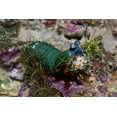 thumbnail image 2 of Shimlock, Jones 18x13 White Modern Wood Framed Museum Art Print Titled - Mantis shrimp, New Guinea Island, Indonesia, 2 of 4