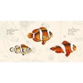 thumbnail image 3 of Lamanche, Stef 14x9 Black Modern Framed Museum Art Print Titled - Tropical fish I- After Bloch, 3 of 5