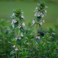thumbnail image 4 of 19.3 OZ 2-PackBonnie Plants German Thyme, 4 of 12