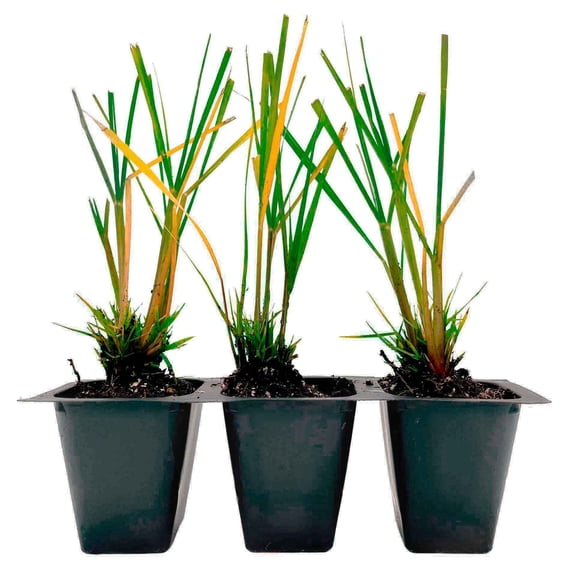3 Dwarf Fountain Grass ‘Hameln’ – Compact Ornamental Grass with Soft Plumes for Borders & Mass Plantings (Pennisetum alopecuroides ‘Hameln’) in 2.5” Cubes, Live Plants