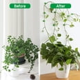 thumbnail image 3 of Paquete de 100 soportes para plantas trepadoras montados en la pared - 3 tamaños - Ganchos autoadhesivos - Fijación invisible - Clips de fijación para vegetales (100 clips verdes) Sincero Electrónica, 3 of 5