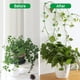 thumbnail image 2 of 100 piezas de soporte para plantas, 3 tamaños, fijador de plantas trepadoras de pared, gancho autoadhesivo, soporte para enredaderas, clip de sujeción invisible para pared, clip de sujeción para vege, 2 of 5