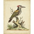 thumbnail image 2 of Edwards, George 12x14 Black Ornate Wood Framed with Double Matting Museum Art Print Titled - UA CH Edwards Woodpecker, 2 of 4
