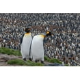 thumbnail image 2 of Goff, Ellen B. 32x23 White Modern Wood Framed Museum Art Print Titled - Southern Ocean-South Georgia-St-Andrews Bay-Two adults stand together overlooking the crowded colony, 2 of 4