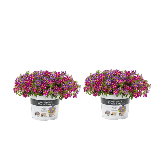 Containers Made Easy Better Homes & Gardens 3QT Pink Purple Calibrachoa Live Annual Plant Sun 2-Pack