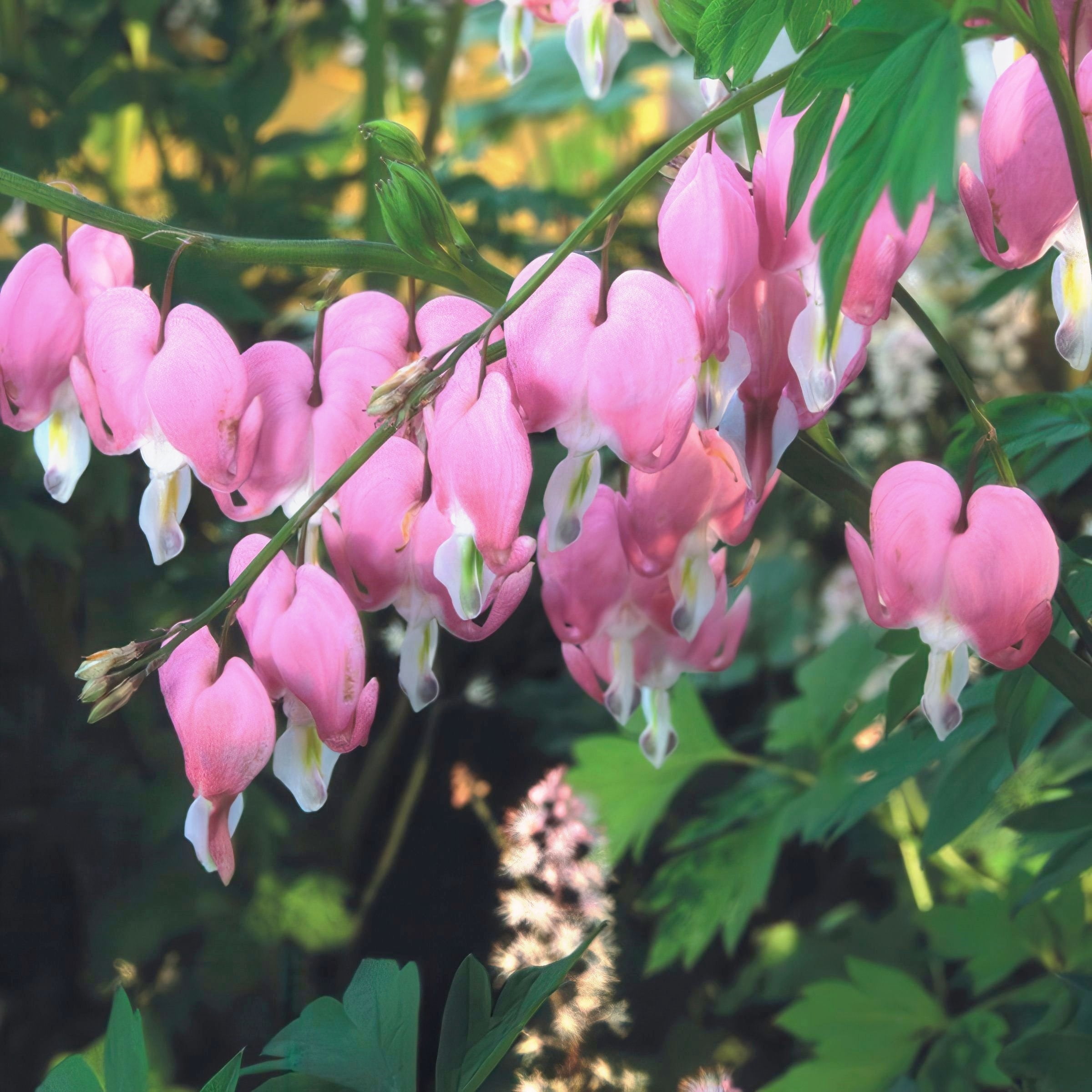 Bareroot Dicentra Dwarf Bleeding Hearts Live Perennial Plant with Pink Flowers (4-Pack)